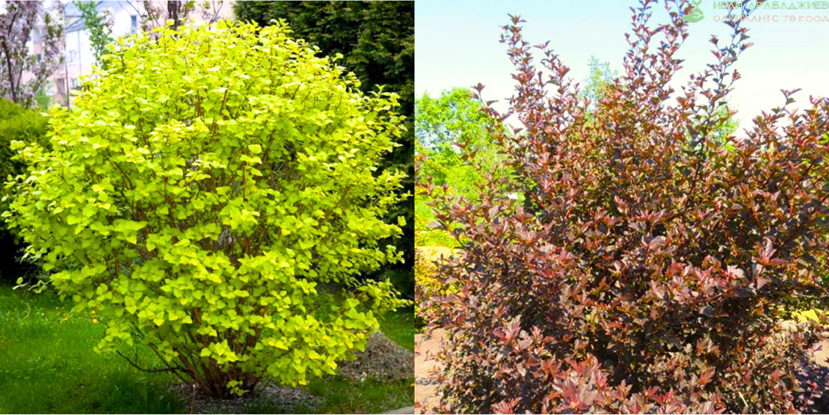 физокарпус физокарпус от razsadi.org